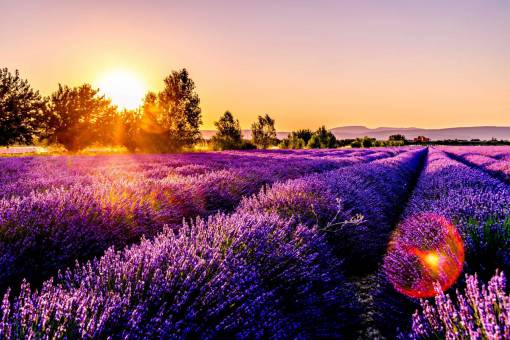 cielos Campo de flores de lavanda