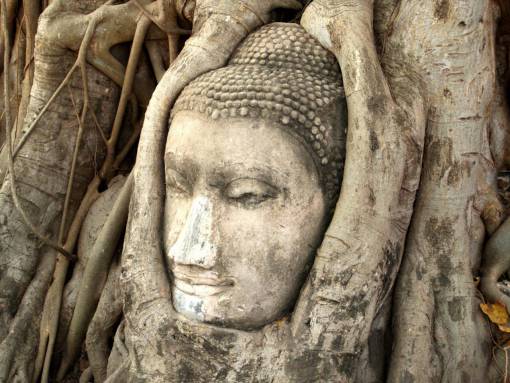 Buddha Head in Tree Roots
