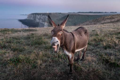 🥇 Imágenes de BURROS, Descarga +10 Fotos de burros GRATIS