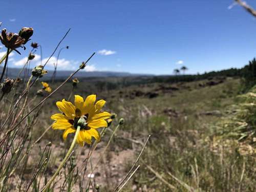 cordoba wild flower
