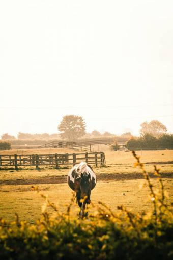 horse animal outdoors meadow farm rural scene horse nature