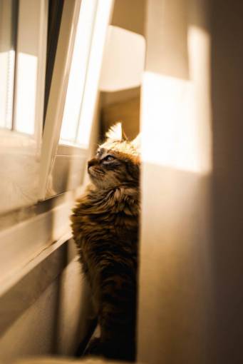 kitten cat;sunset domestic cat animal feline cute pets domestic animals