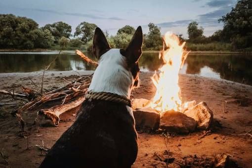 canine dog heat animal dog;watching;Fire outdoors pets nature