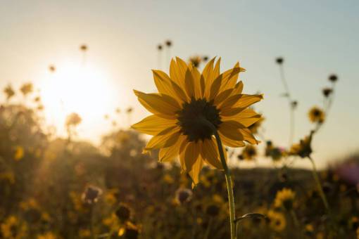 day nature summer yellow sunflower;sunset flower plant outdoors