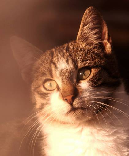 pets cat;sunset animal domestic cat feline cute domestic animals