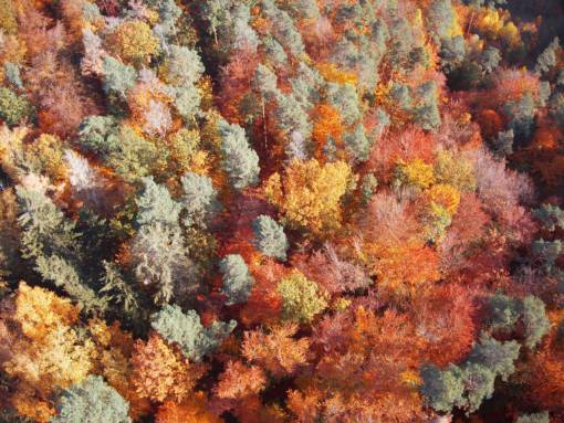 pine pine forest;autumn yellow tree multi colored autumn nature leaf