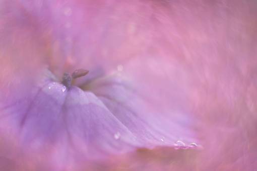 floral flor abstracta fondo macro agua planta floral
