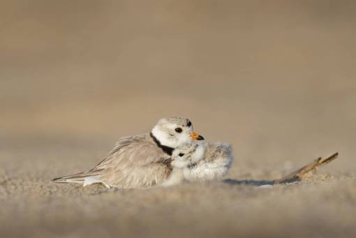 ray animales aves hermosas hermosas plumas pico perca