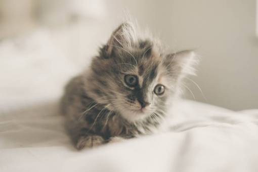 whiskers animals  cats  domesticated  pets  whiskers  gray  white