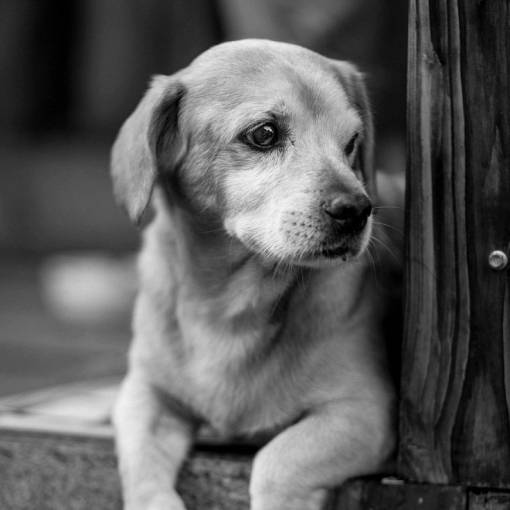 muzzle animals  dogs  domesticated  pets  adorable  cute  muzzle