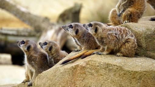 sanctuary-of-our-lady-of-remedies animals  mammals  meerkat  group  huddle  rocks  pen