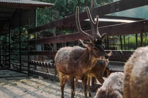 fences animals  mammals  reindeers  pen  zoo  fences  sanctuary
