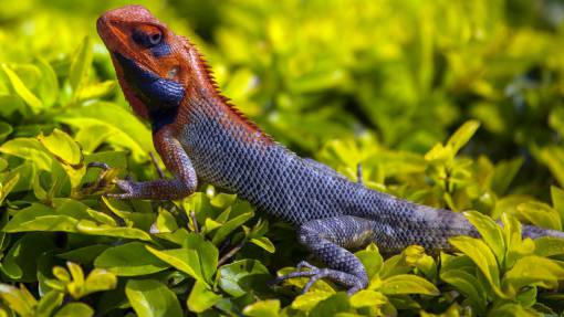 escalador animales reptiles camaleón iguana lagarto escamas colores