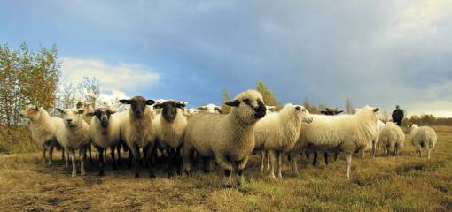 farmer-hand animals  sheep  ram  flock  herd  farm  farmer