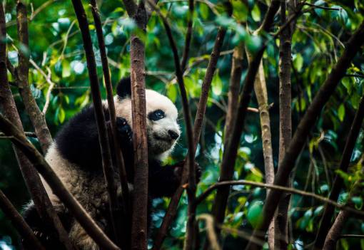 tierra Asia China bosque panda animal lindo mamífero