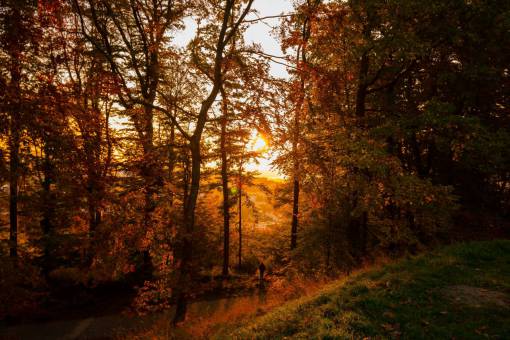 20-29-years autumn  leaves  forest  trees  fall  sunset  nature
