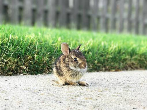sidewalk baby bunny  rabbit  mouse  animal  cute  sidewalk  grass