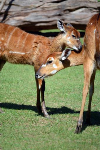fauna silvestre bebé ciervo animal joven naturaleza fauna silvestre cervatillo