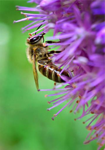 alas abeja flor macro naturaleza verano cerrar jardín