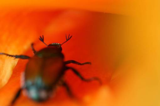 beetle beetle  macro  flower  insect  close up  bug  plants