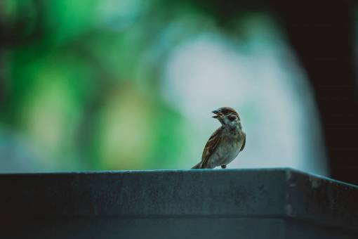 alas pájaro animal bokeh difuminar alas pico naturaleza