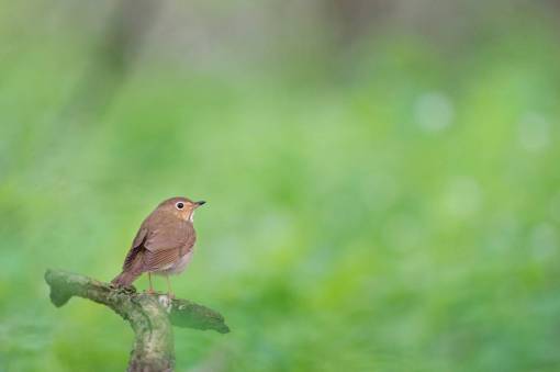 difuminar pájaro animal rama madera verde naturaleza bokeh