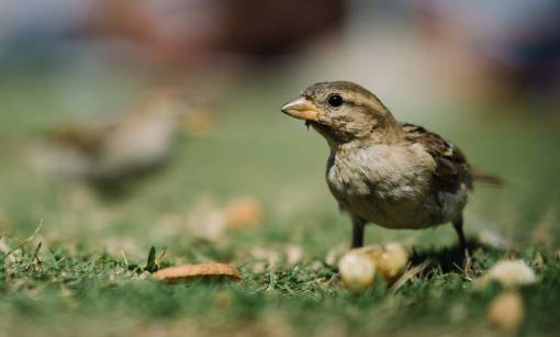 difuminar pájaro animal verde hierba hoja difuminar naturaleza