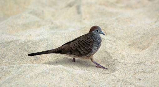 paja pájaro animal naturaleza playa arena blanca