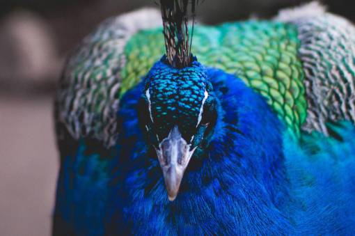 pájaro mosca animal pavo real colorido pico azul