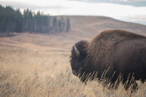 grassland bison  nature  wildlife  grassland  field  outdoors  animal