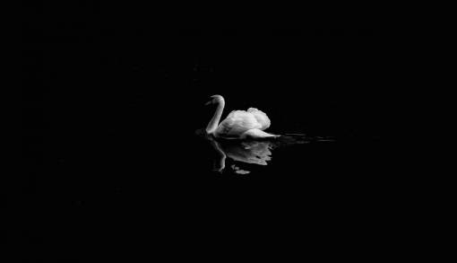 swimming-pool black and white  dark  swan  duck  bird  animal  swimming