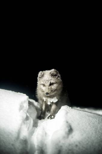 zorro blanco y negro zorro animal fauna nieve invierno