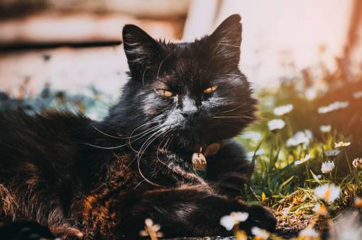 staring black  cat  sun  garden  daisy  flower  pet