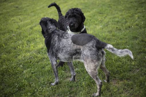 perro amigable cachorro negro perros mascota amigo hierba verde