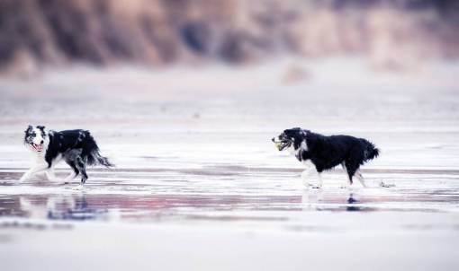 running black & white  dog  beach  running  playing  animals  pets