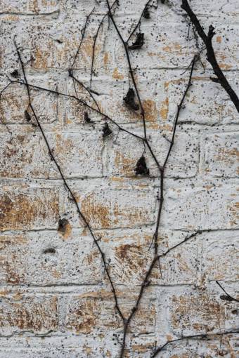 video textura de vides de pared de ladrillos