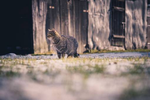 kitten cat  animal  kitten  cute  whiskers  grass
