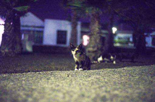 kitten cat  focus  night  garden  yard  backyard  kitten