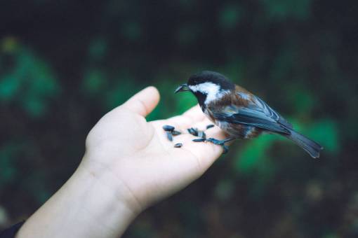 british-culture Chickadee  bird  hand  nature  green  seed  feed