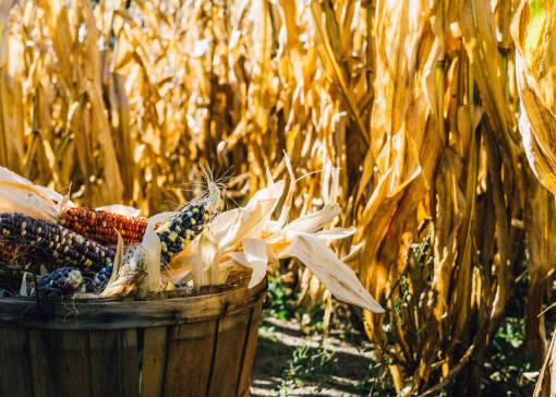 sunshine corn  farm  agriculture  vegetables  food  fields  countryside