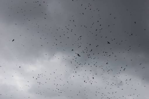 nublado cuervo cielo nublado espeluznante silueta oscura