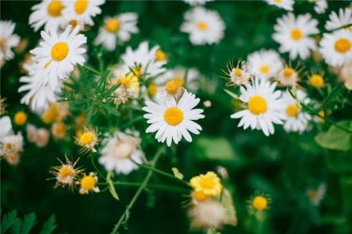 daisy daisies  daisy  flowers  garden
