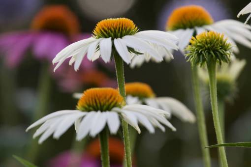 bud daisies  nature  flowers  flora  spring  plants  outdoors