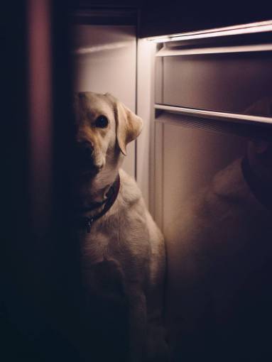 perros perro animales sombras oscuro umbral
