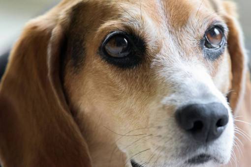 companion dog  face  pet  portrait  animal  beagle  canine