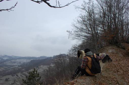 hike dog  man  hike  forest  winter  cold  ice