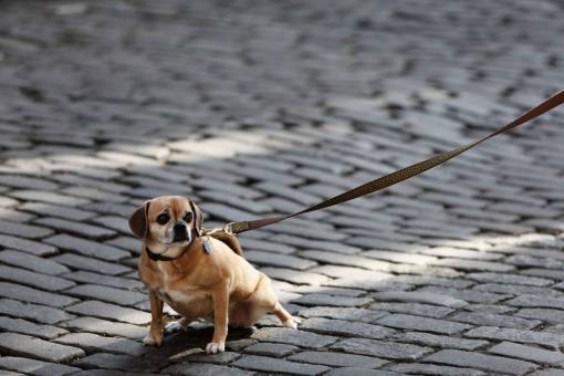 cobblestone-street dog  pet  leash  animals  cobblestone
