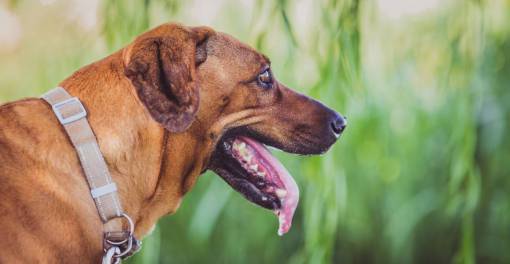 cachorro perro cachorro animal hierba feliz hierba
