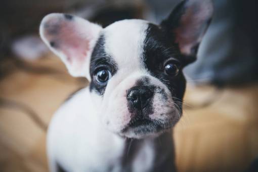 mascotas perro cachorro mascota animales