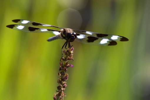 alas libélula cerrar naturaleza insecto animal error alas